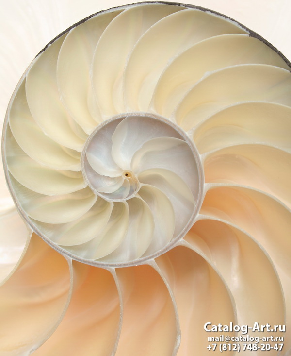 Seashells 9